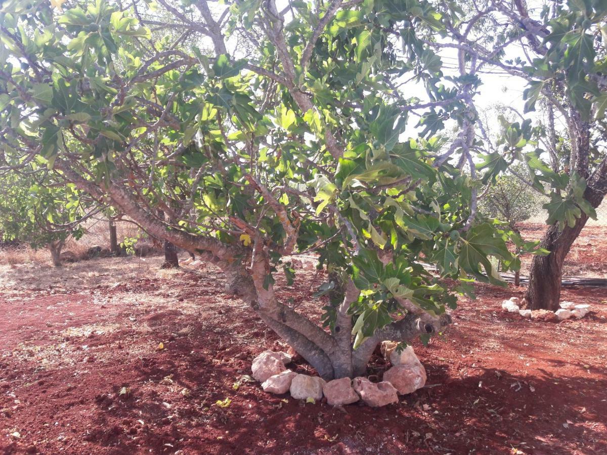 فيلا Quinta Cosy باديرن المظهر الخارجي الصورة
